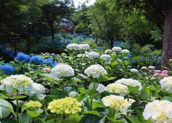21 沉浸於初夏的清涼色彩中 京都 奈良 大阪等關西繡球花勝地10選 Live Japan 日本旅遊 文化體驗導覽