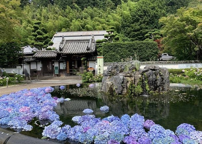 21 沉浸於初夏的清涼色彩中 京都 奈良 大阪等關西繡球花勝地10選 Live Japan 日本旅遊 文化體驗導覽