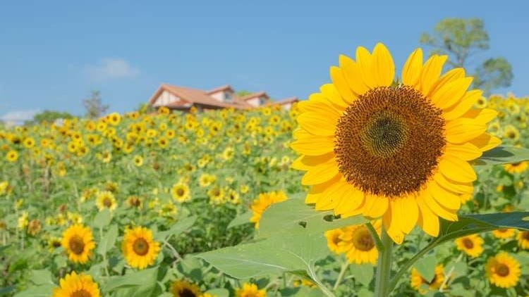 10 Prettiest Sunflower Fields in Japan: When and Where to Go To See Stunning Kansai In Bloom