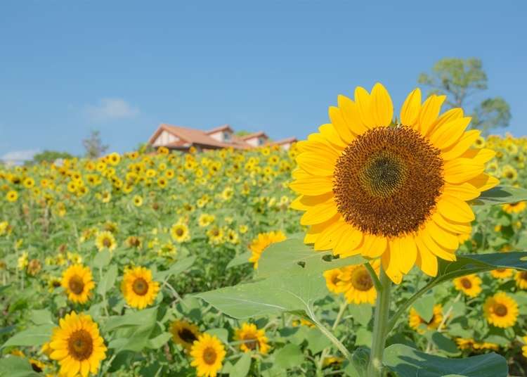 10 Prettiest Sunflower Fields in Japan: When and Where to Go To See Stunning Kansai in Bloom in 2024