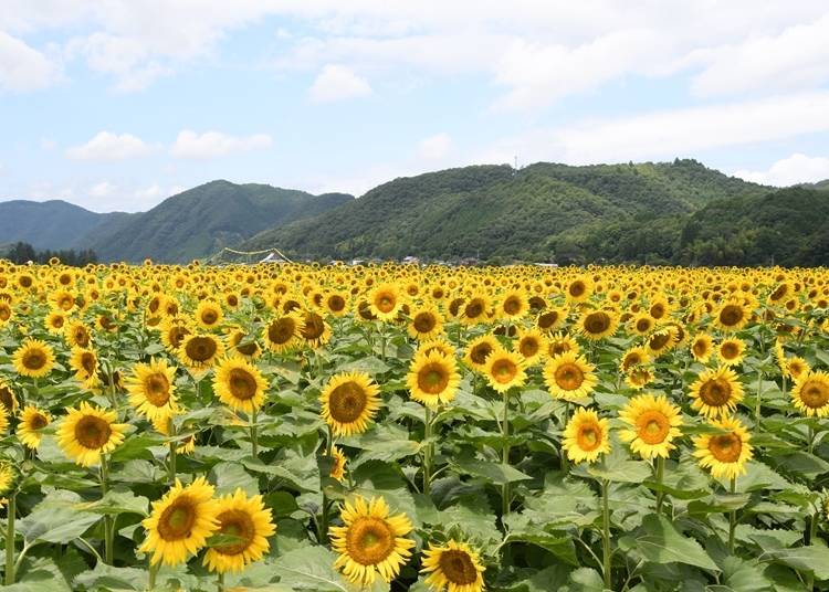 1. Nanko Sunflower Field (Hyogo): An entire scene buried in yellow!