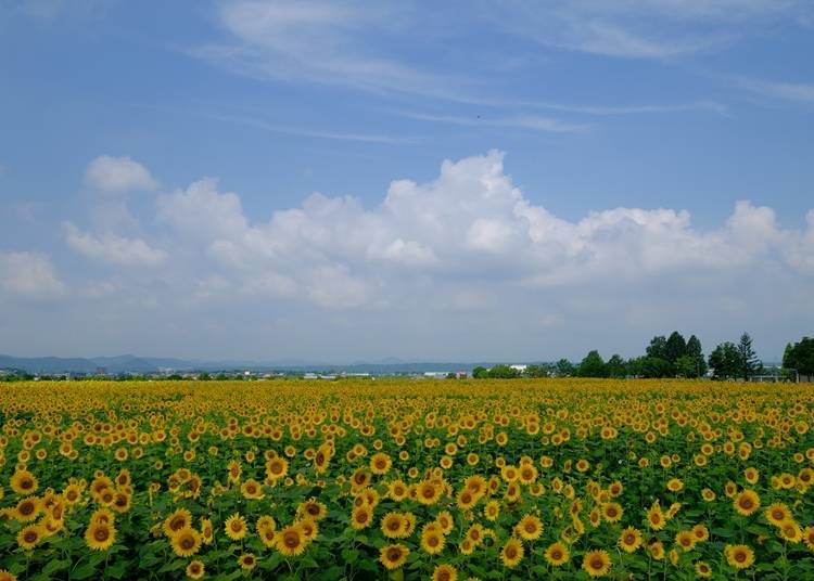 2. Ono City Sunflower Hill Park (Hyogo): A city of sunflowers in Japan