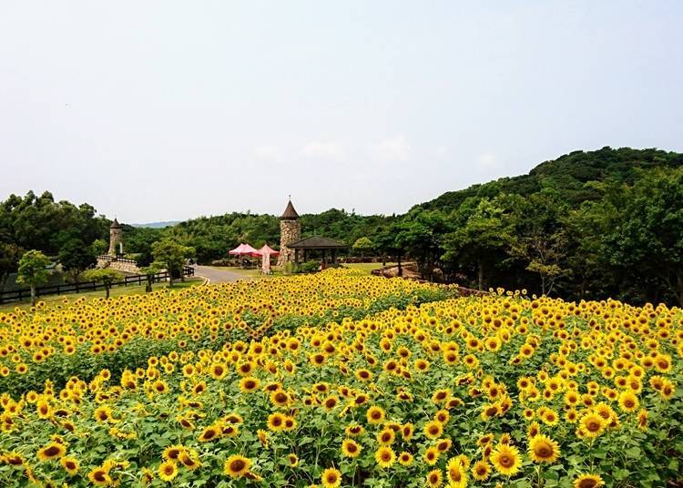3. Awaji Farm Park England Hill (Hyogo): Brimming with sunflower events!