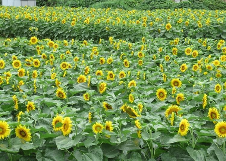 6. 1st Nagisa Park (Shiga): A sunflower hotspot near Lake Biwa