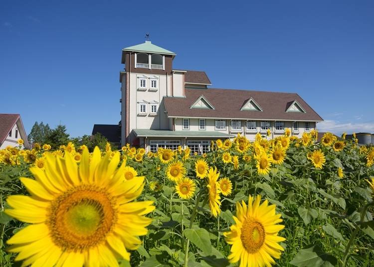9. Aito Marguerite Station: A gorgeous roadside sunflower field!