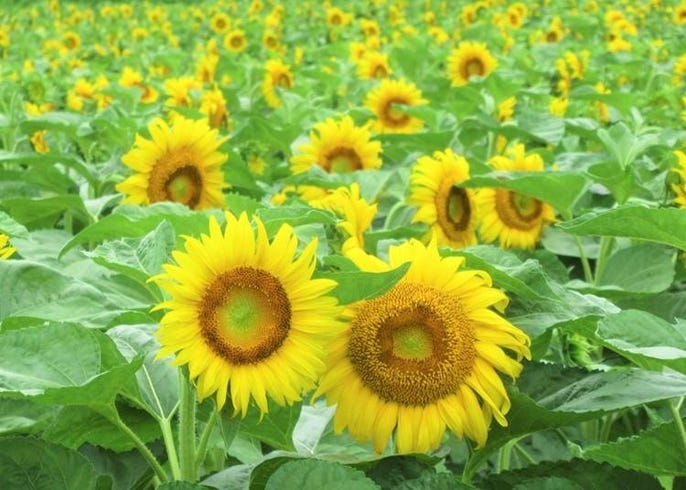 21年関西のおすすめひまわり畑10選 大阪や京都の名所の最新情報を紹介 Live Japan 日本の旅行 観光 体験ガイド