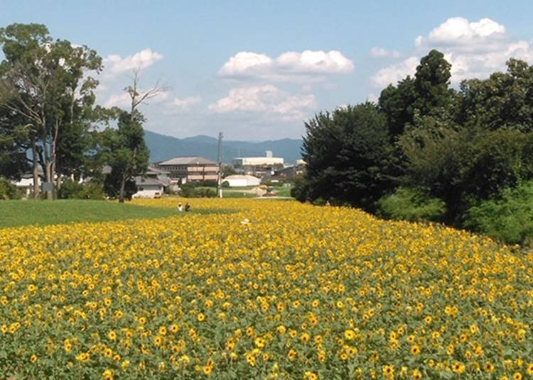 ８．歴史と自然に囲まれた憩いの空間「奈良県営馬見丘陵公園」