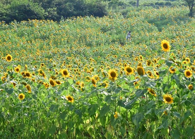 10．牧場一面のひまわり畑「綾部ふれあい牧場」