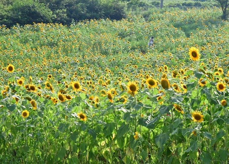 10. 아야베 후레아이 목장 - 목장을 한 가득 메운 해바라기 밭