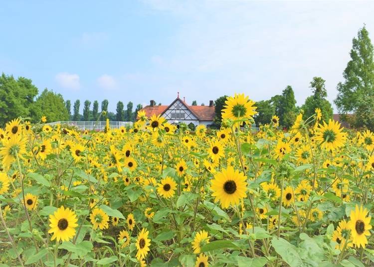７．享受向日葵活动～滋贺农业公园Blume之丘