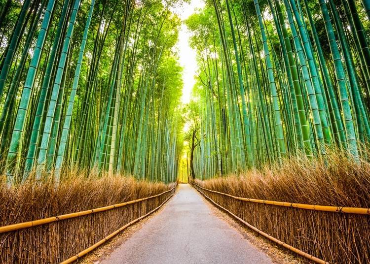 2. Arashiyama Bamboo Forrest: Feel the cool air and hear the sound of bamboo swaying in the wind