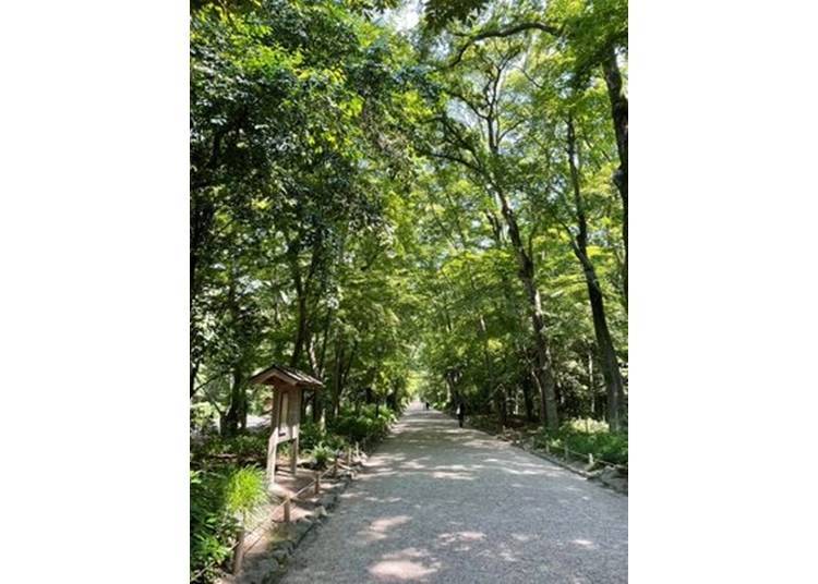 1．位於街道中的療癒森林～下鴨神社 糺之森