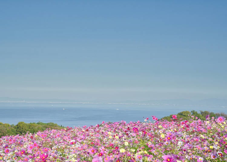 Beautiful flowers bloom in every season at Hyogo Prefectural Park Awaji Hanasajiki  (Image: PIXTA)