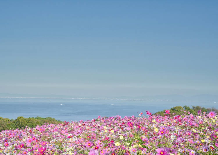 兵庫県立公園あわじ花さじきでは四季折々の美しい花を楽しめる 画像素材：PIXTA