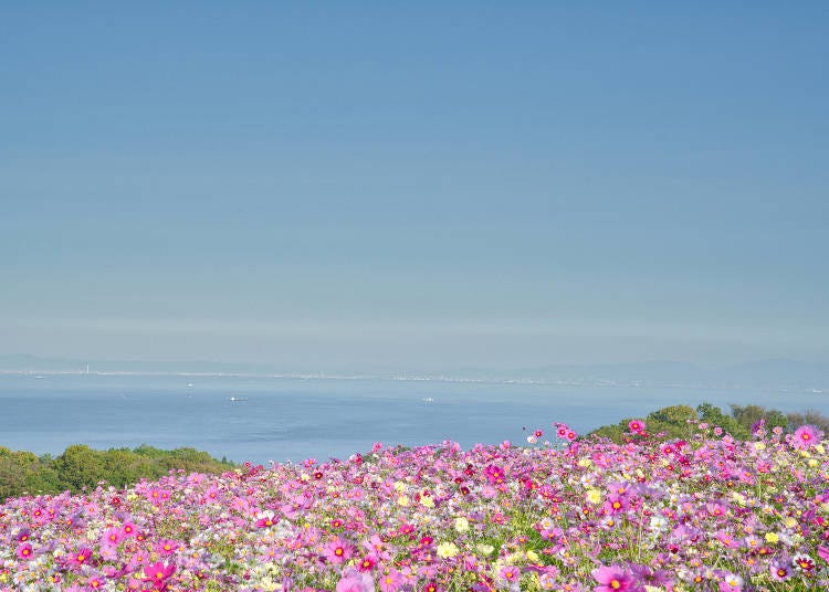 사계절의 꽃을 감상할 수 있는 효고현립공원 아와지하나사지키 사진 제공: PIXTA