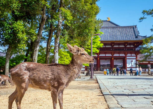 오사카 여행 코스에서 나라의 사슴공원에 가보자! - 도다이지와 나라공원과 다른 관광지와 가는 법까지 총정리