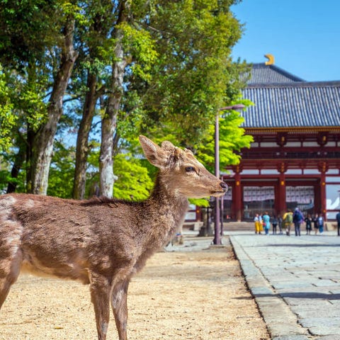 奈良 生駒 天理 Live Japan 日本の旅行 観光 体験ガイド