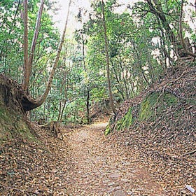 Mt. Kasuga Primeval Forest