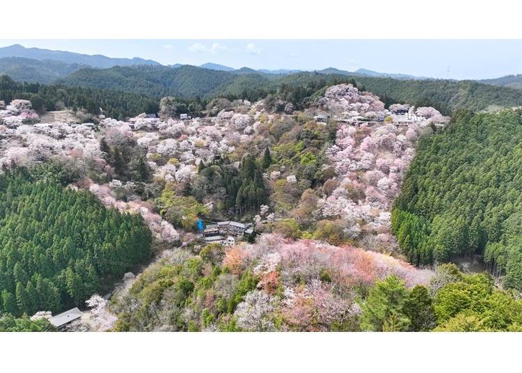 Mount Yoshino&rsquo;s Senbon-zakura (thousands of cherry trees) (Photo courtesy of Yoshino Town)