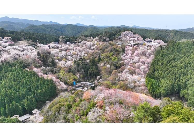 画像提供：吉野町「吉野山の千本桜」