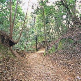 春日山原始林