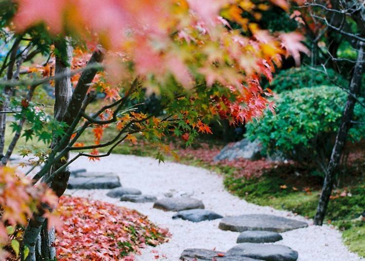 日本庭园中美丽的红叶