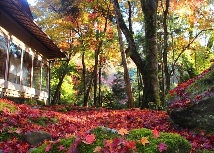 Fall leaves falling onto the garden’s grounds.