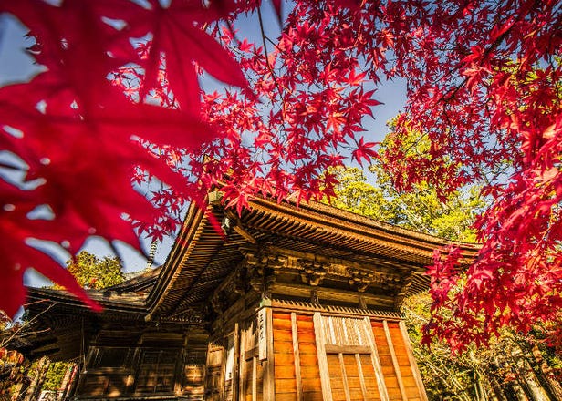 Top 5 Places For Autumn in Kansai: Enjoy a Traditional Japanese Vibe at Temples, Gardens & Parks in Japan's Midwest!