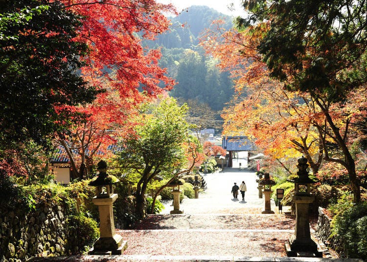 2. Kanshinji Temple (Osaka Prefecture): A national treasure and fall leaves create a marvelous display