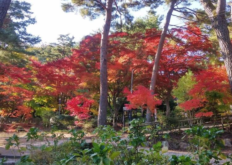 5. Futatabi Park (Hyogo Prefecture): Enjoy the Combination of Pine Trees and Fall Leaves