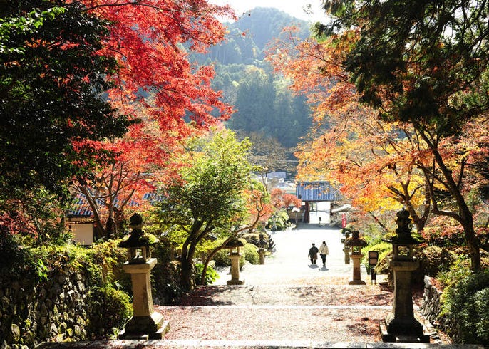 寺社仏閣や庭園 和の風情を感じる 関西の紅葉絶景 5選 Live Japan 日本の旅行 観光 体験ガイド