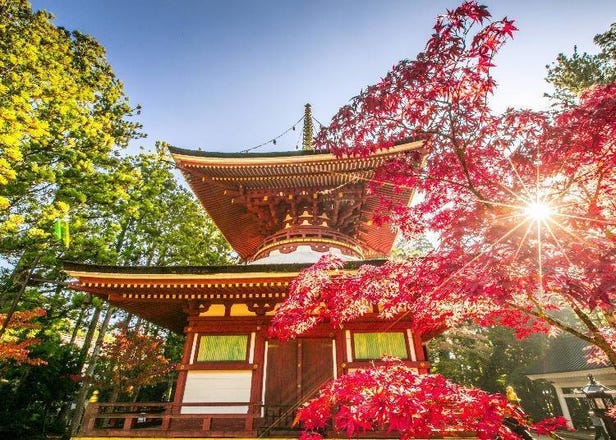 浓浓日本风情！大阪、和歌山、兵库等红叶＆寺庙、庭园、电车共谱的关西景点5选