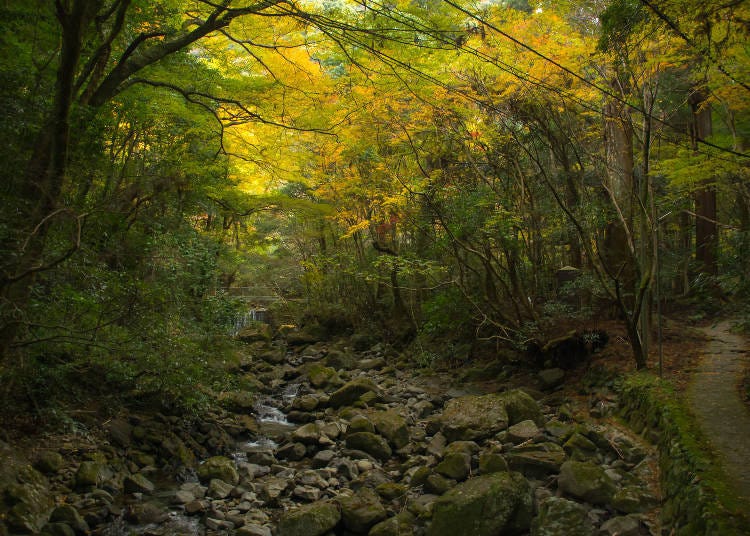 紅葉が見頃の山へハイキング「犬鳴山」（泉佐野駅）