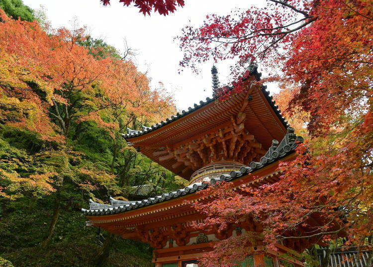 大阪府内著名的红叶景点「大威德寺」（岸和田站）