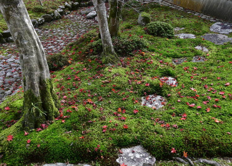 美麗落葉的庭園景色讓人感動「金剛寺」（河內長野站）
