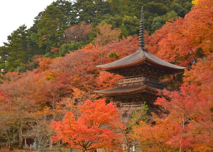 Road Trip From Osaka: 3 Autumn Leaf-Viewing Driving Itineraries in Kansai (2D1N)