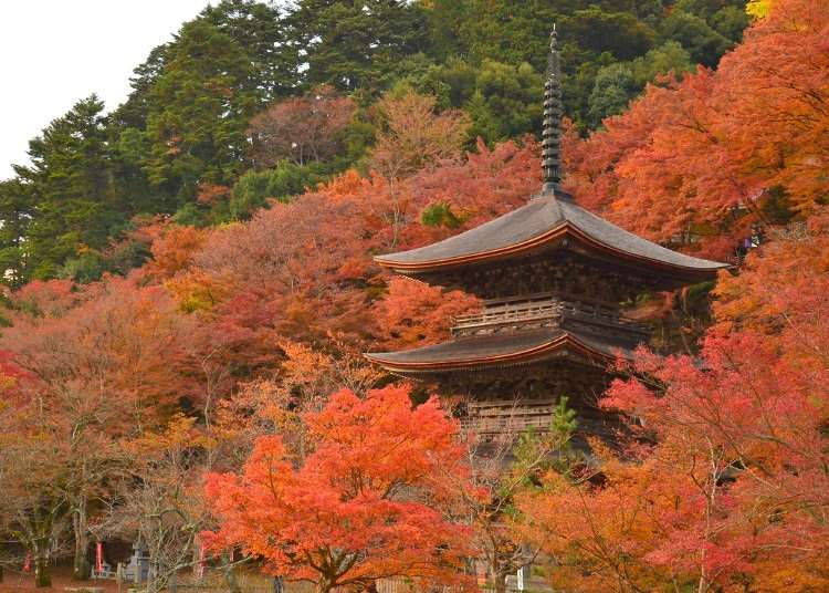 レンタカーで回りたい！関西の1泊2日で行ける３つの紅葉ドライブエリア 