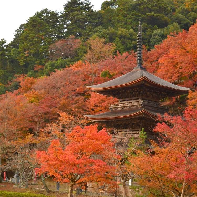 レンタカーで回りたい！関西の1泊2日で行ける３つの紅葉ドライブ 
