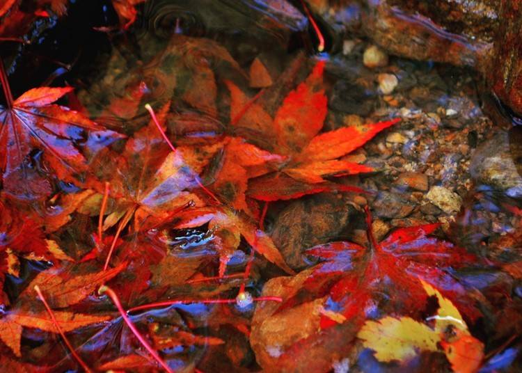 2）京都府・舞鶴、福知山エリアで海と山の美しい紅葉を楽しむ