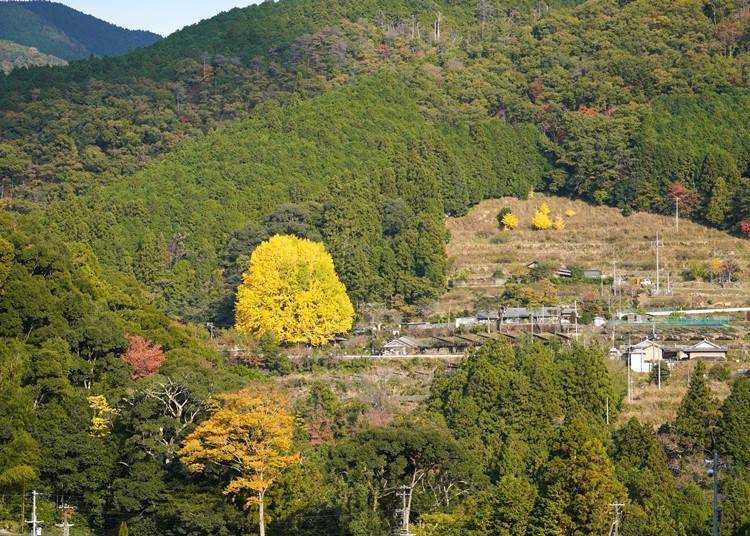 3-2.拥有400年树龄的巨大银杏树「福定大银杏」（和歌山县田边市）