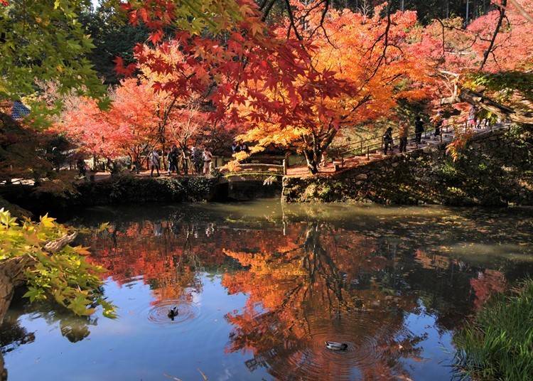 1-2.在「圓通寺」欣賞紅葉倒映池塘的悠然美景
