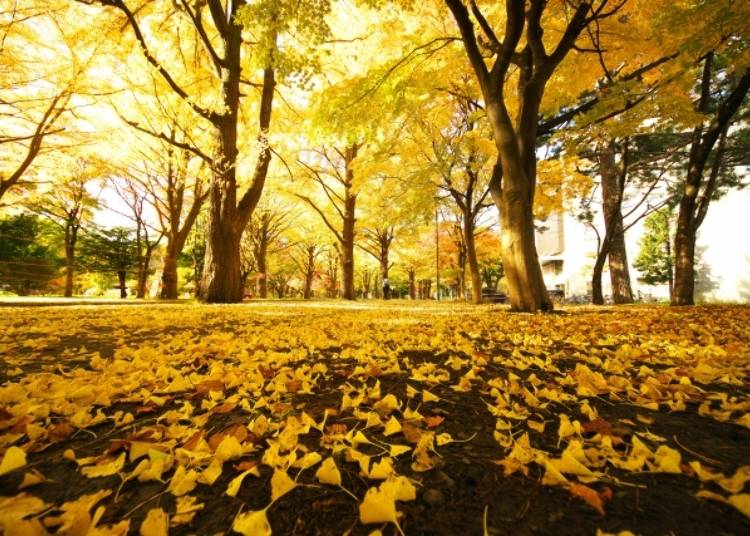 日本の山の秋はカラフル！紅葉狩りの楽しみ方