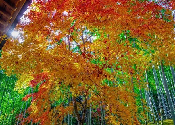 일본여행 가을 - 혹시 가을에 일본여행을 한다면, 그 계절에 필요한 것 정리