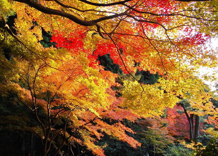 日文的賞楓—「狩獵紅葉」是什麼意思呢？