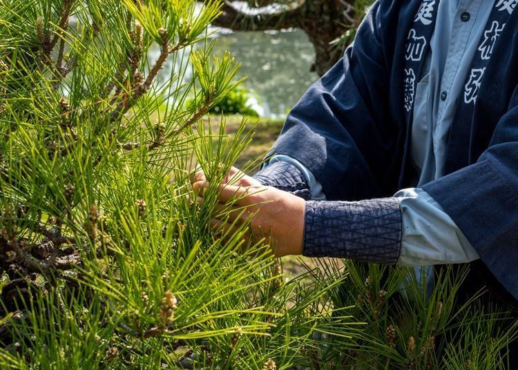 （照片提供：植彌加藤造園）