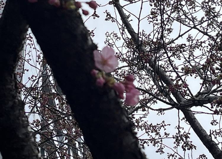 3月中旬時，服務人員介紹小編河津櫻正在開始開花的地方