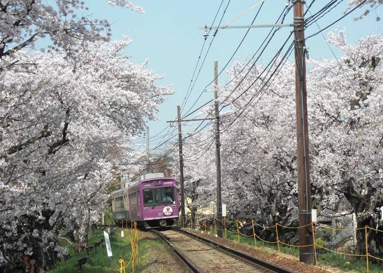 照片提供：京福電氣鐵道株式會社