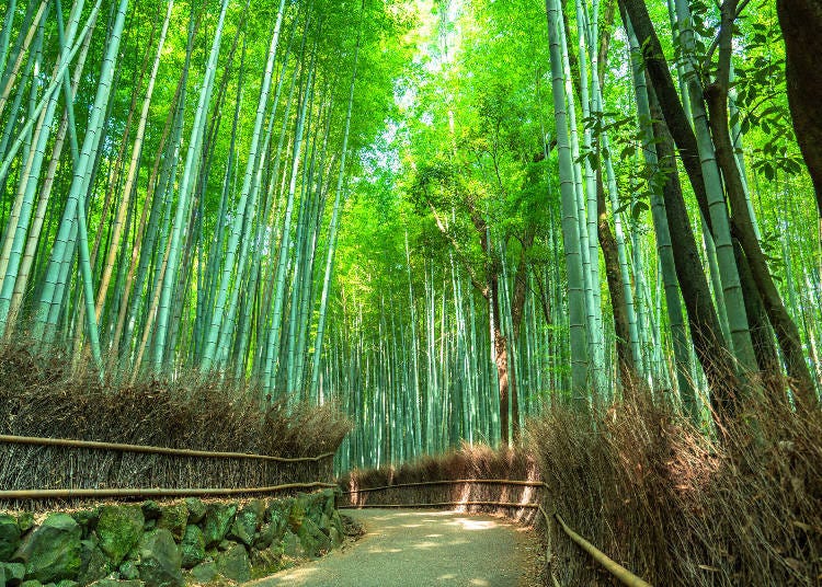 Arashiyama Bamboo Forest - Revisiting This Oasis of Spirituality