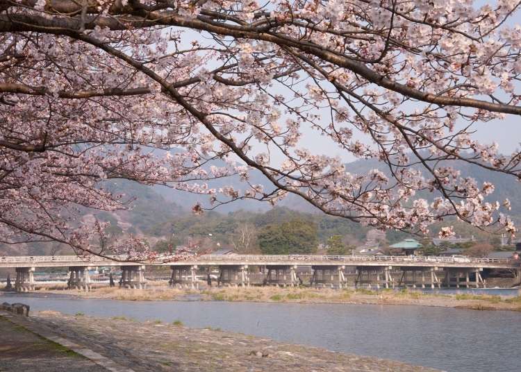 在京都優雅賞櫻！嵐山穿和服、逛二條城等住宿限定賞櫻方案飯店3選