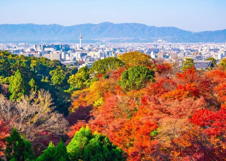 Spring and autumn are the most popular seasons for internationals to visit Kyoto. (Image: PIXTA)
